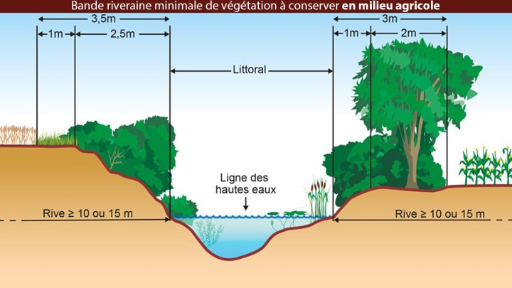 Aux abords de mon cours d'eau, une bande riveraine il me faut!