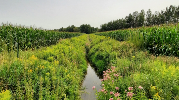Cours d'eau : la MRC brossera un portrait de l'état des bandes riveraines sur son territoire
