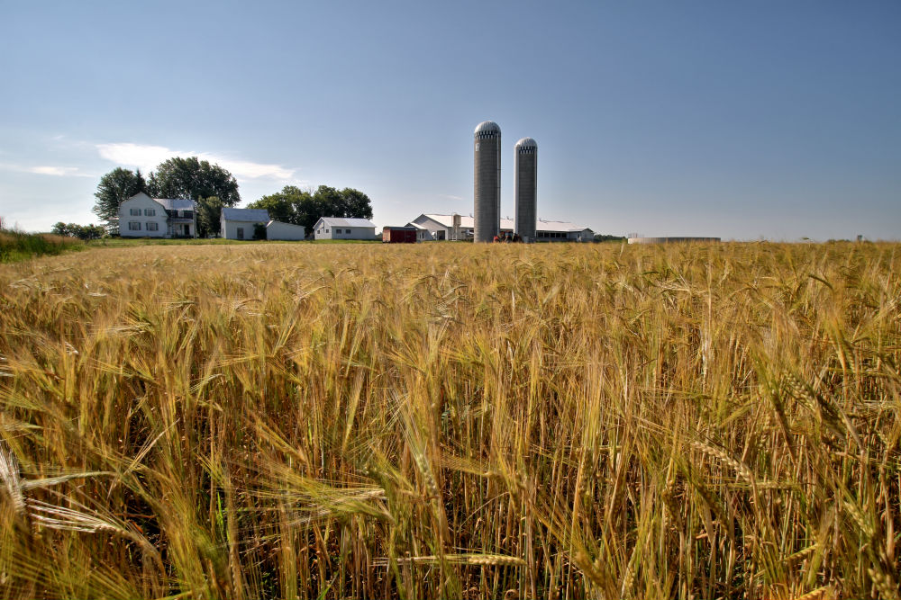 fermes céréalières